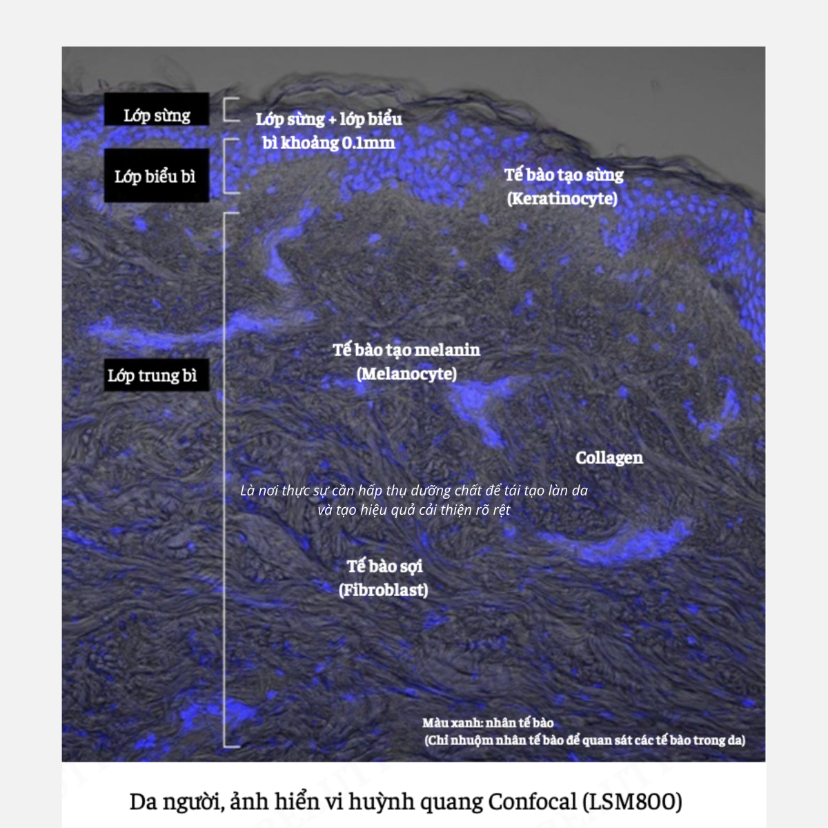 cấp ẩm cho da mặt